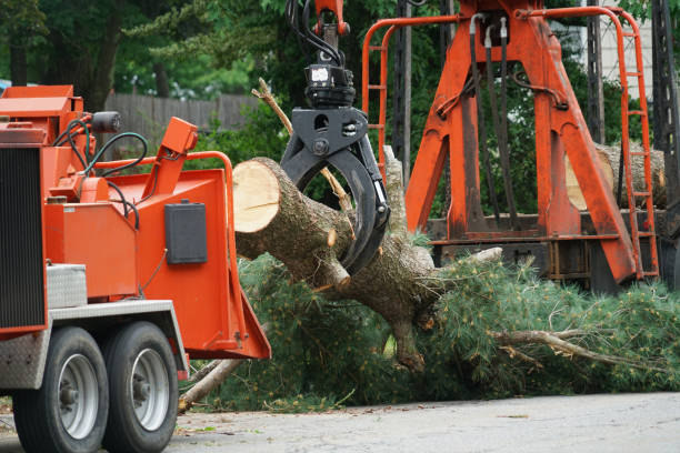 Best Stump Grinding Near Me  in Truth Or Consequences, NM